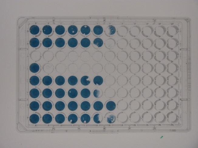 Virus Neutralisation Test Serum samples were diluted in the test plate, starting from 1:4, followed by two-fold dilutions until 1:512 After 5 days, the plates were emptied and stained with amido
