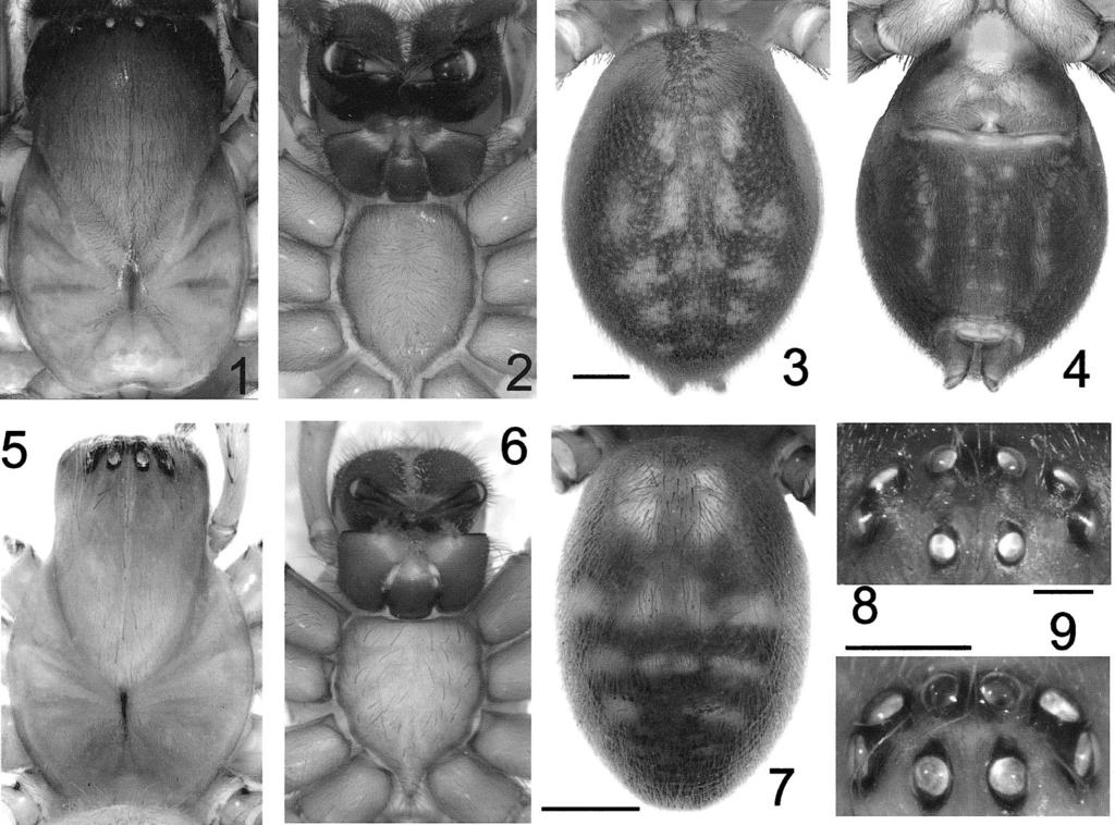 GRAY GENUS TAURONGIA IN AUSTRALIA 491 Figures 1 9. Taurongia species: 1 4, 8. T. punctata (Hogg); 5 7, 9. T. ambigua new species. 1, 5. Carapace; 2, 6. Sternum and mouthparts; 3, 4, 7. Abdomen, 3, 7.