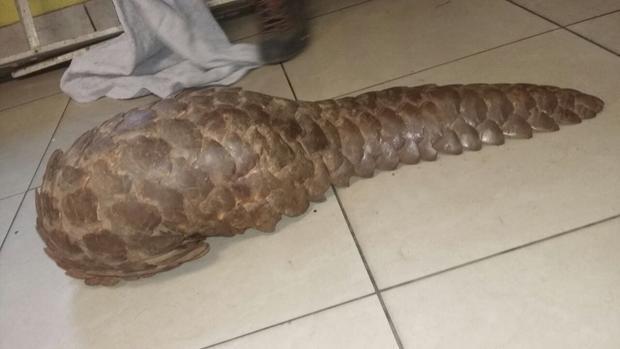2018.8.5 Pangolin Poachers in South Africa Were Released on Bail According to information received, the taxi was stopped and searched.
