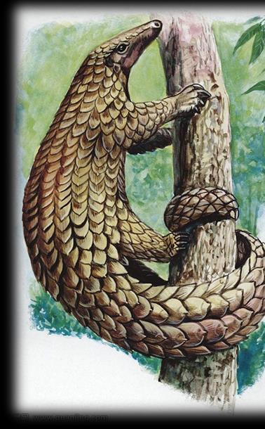 Saving Endangered Pangolins Innovative approaches by the CBCGDF include but not limited to Protected Areas (CCAfa) 3 Community Conservation Areas for Pangolins were established since July 2017 Public