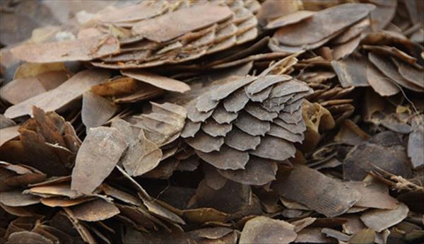 Pangolins: the world s most trafficked mammals 500kg of