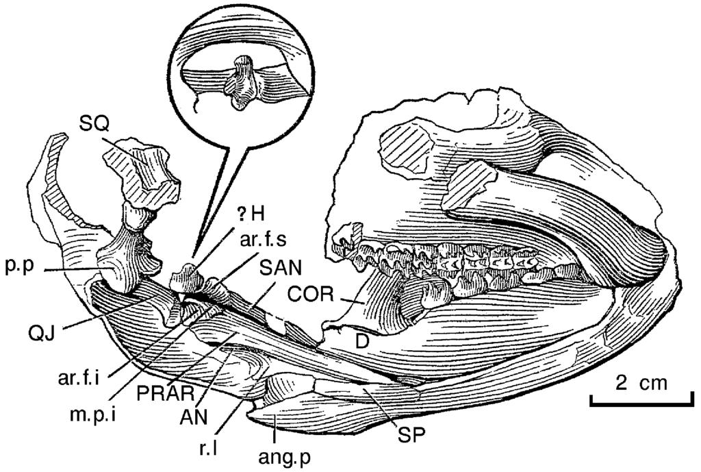 3 side of the terminus to form the concavity of the external auditory cavity. Deformation has caused the external auditory meatus to be compressed shut, although its impression is still present.