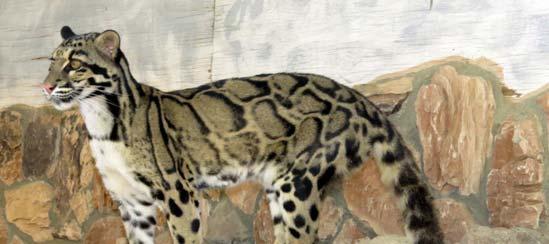 Spots & Stripes Winter 2014 Page 3 Cat of the Quarter: Kyoke the Clouded Leopard Kyoke (known as Ky ) is a female clouded leopard (Neofelis nebulosa) who arrived at EFBC-FCC from a facility in Kansas