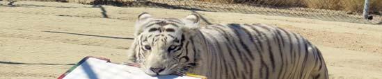 Katmandu, the white tiger, plays with an enrichment created by a young Kids Day attendee.
