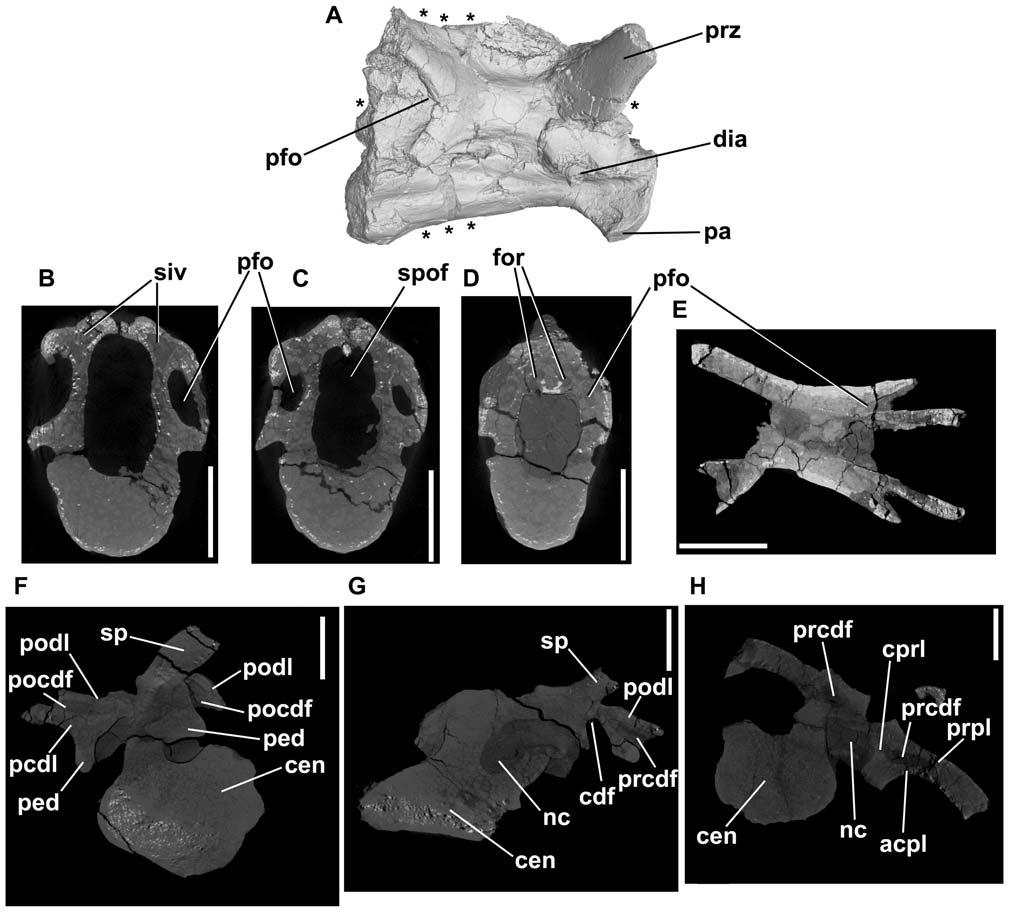 Figure 10. Effigia okeeffeae, cervical and dorsal vertebrae (AMNH FR 30587). A E, anterior cervical vertebra in right lateral view (A) and cross-section (B E).
