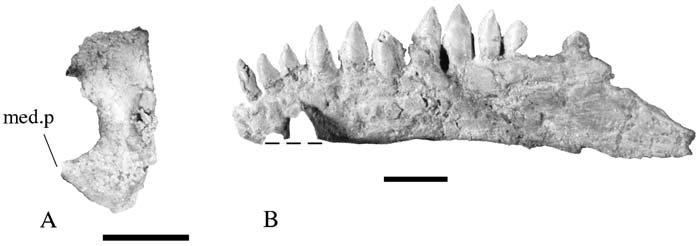 10 A. M. Yates Figure 8 Thecodontosaurus caducus sp. nov., holotype, BMNH P24; mandibular elements. 8A,leftarticular in ventro-medial aspect; 8B,left dentary in lateral aspect. med.p = medial process.