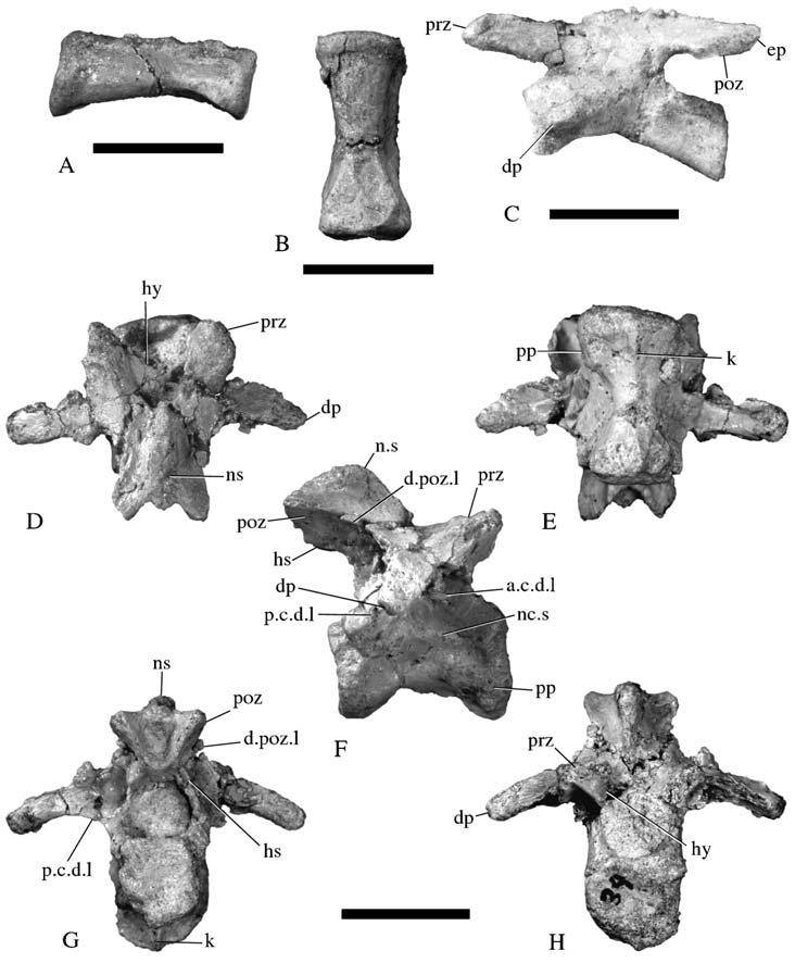 Description of a new species of the primitive dinosaur thecodontosaurus 13 Figure 11 Thecodontosaurus caducus sp. nov., holotype, BMNH P24; cervical vertebrae.