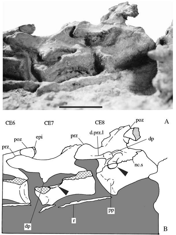 14 A. M. Yates Figure 12 Thecodontosaurus caducus sp. nov., holotype, BMNH P24.