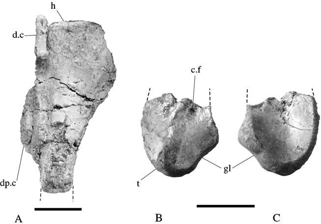 16 A. M. Yates Figure 14 Thecodontosaurus caducus sp. nov.