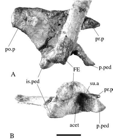 Description of a new species of the primitive dinosaur thecodontosaurus 17 Figure 16 Thecodontosaurus caducus sp. nov., BMNH P24/3; right ischium. 16A & 16B,lateral aspect; 16C,dorsalaspect.