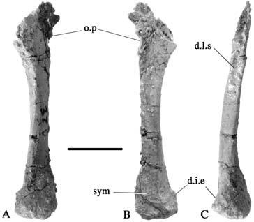 Scale bar = 10 mm. and forms the medial margin of the brevis fossa is absent, as is the brevis fossa itself. Other basal sauropodomorphs, such as Saturnalia tupiniquim, T.