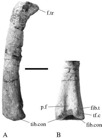 18 A. M. Yates which is 97% of the estimated length of the femur. This is in contrast to other sauropodomorphs where the tibia is much shorter than the femur (e.g. 89% in Anchisaurus polyzelus: Galton 1976; 65% in Lufengosaurus huenei: Young 1941a; 62% in Apatosaurus louisae: Gilmore 1936).