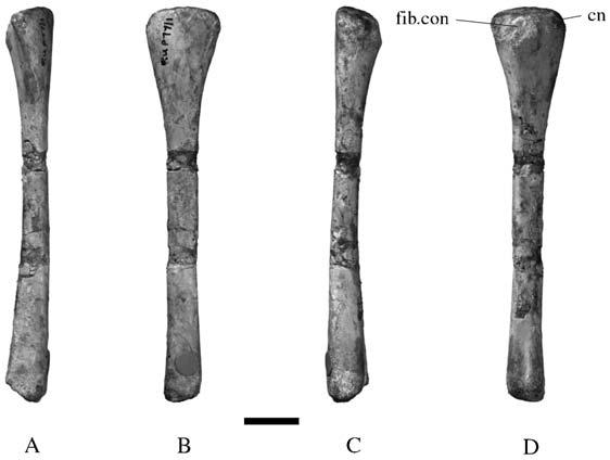 antiquus (e.g. BRSMG C4531, note that BMNH 49884, the holotype of Agrosaurus mcgillivrayi, isaberrant and unlike all other tibias assigned to T. antiquus).