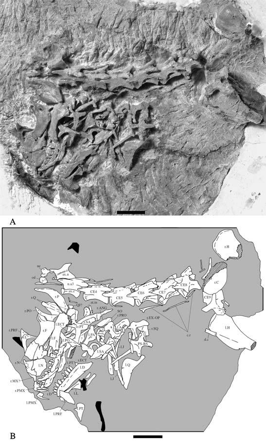 Description of a new species of the primitive dinosaur thecodontosaurus 3 Figure 1 Thecodontosaurus caducus sp. nov., holotype, BMNH P24; skull and partial postcranial skeleton.