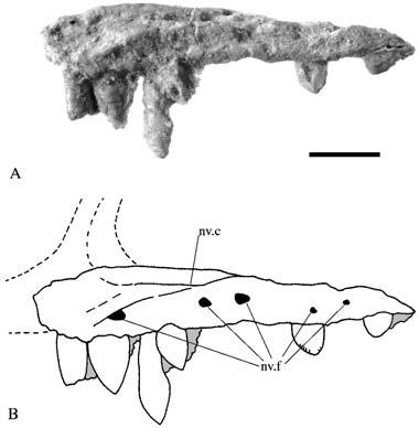 Description of a new species of the primitive dinosaur thecodontosaurus 5 the skull, mandible and cervical vertebrae is based on this specimen.