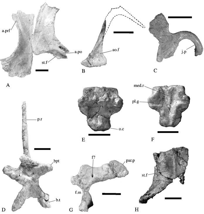 6 A. M. Yates Figure 4 Thecodontosaurus caducus sp. nov., holotype, BMNH P24; elements of the skull.