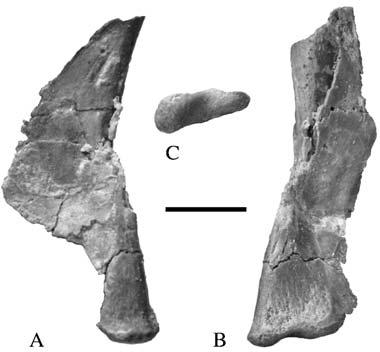 Description of a new species of the primitive dinosaur thecodontosaurus 7 end of the dorsal skull roof and a caudolateral wing that sutures with the squamosal.
