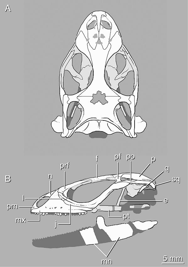 6 AMERICAN MUSEUM NOVITATES NO. 3584 Fig. 4. Reconstructed skull of Saichangurvel davidsoni (IGM 3/858). A, dorsal view; B, left lateral view.