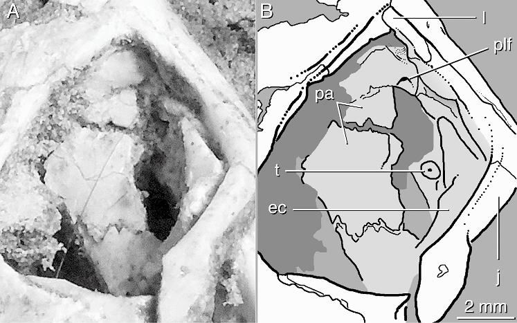 8 AMERICAN MUSEUM NOVITATES NO. 3584 Fig. 6. A, photograph; and B, drawing of the posterodorsal view of the orbital wall and palate of Saichangurvel davidsoni (IGM 3/858).