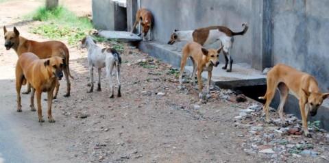 b) Baiting and shooting of strays? Destruction of stray dogs is NOT an effective strategy!