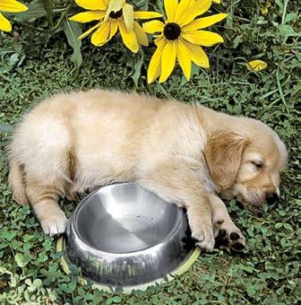 THE FEEDING FOUNDATION: YOUR PUPPY S FIRST YEAR 6 12 weeks Growing pups should be fed puppy food, a diet specially formulated to meet the nutritional needs for normal development.