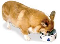 WHAT YOU SHOULD KNOW n If your puppy occasionally skips a meal or picks at food, don t worry.