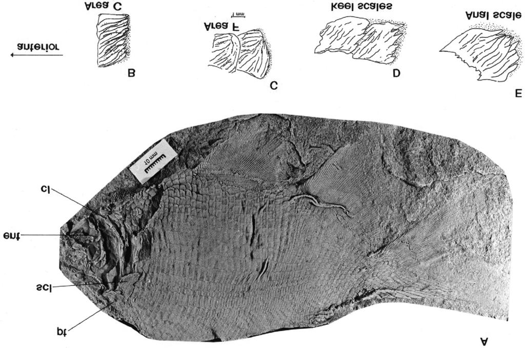 Figure 8. Blourugia seeleyi specimen V63 in lateral view, showing body and scale detail. edges.