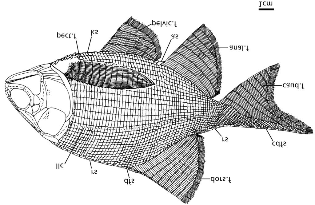 Figure 9. Blourugia seeleyi, restoration of fish in lateral view. and ventrally from the mid-flank region outwards.