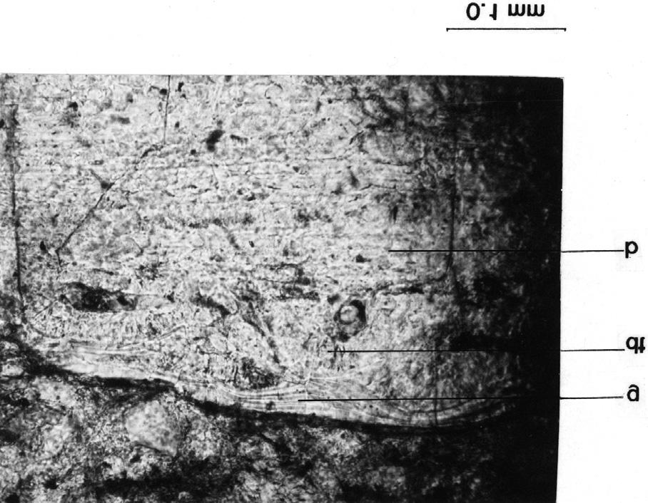 Figure 10. Thin-section photograph of Blourugia seeleyi specimen BP/1/4373/35, showing the morphology of the scale layers. Areas G (Figs 6, 8 & 9). This area consists of c.