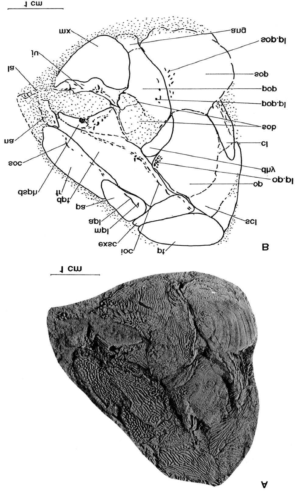 Figure 1. Blourugia seeleyi paratype PB/96/5. A, Photograph in lateral view showing skull region dermal detail. B, Camera lucida reconstruction. dorsal margin of the orbit.