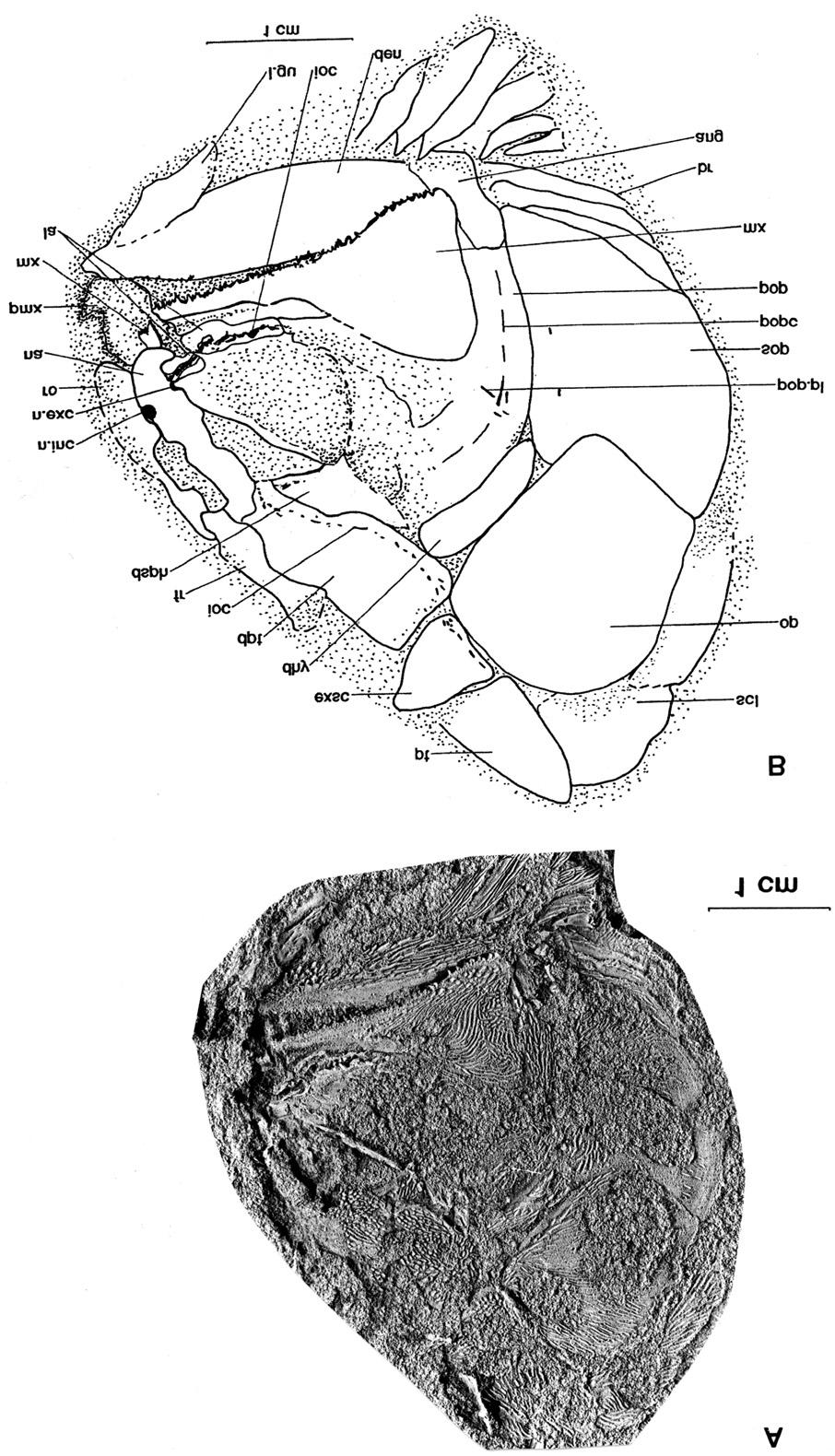 Figure 2. Blourugia seeleyi paratype AK/76/1. A, Photograph in lateral view showing cheek and snout region detail. B, Camera lucida reconstruction.