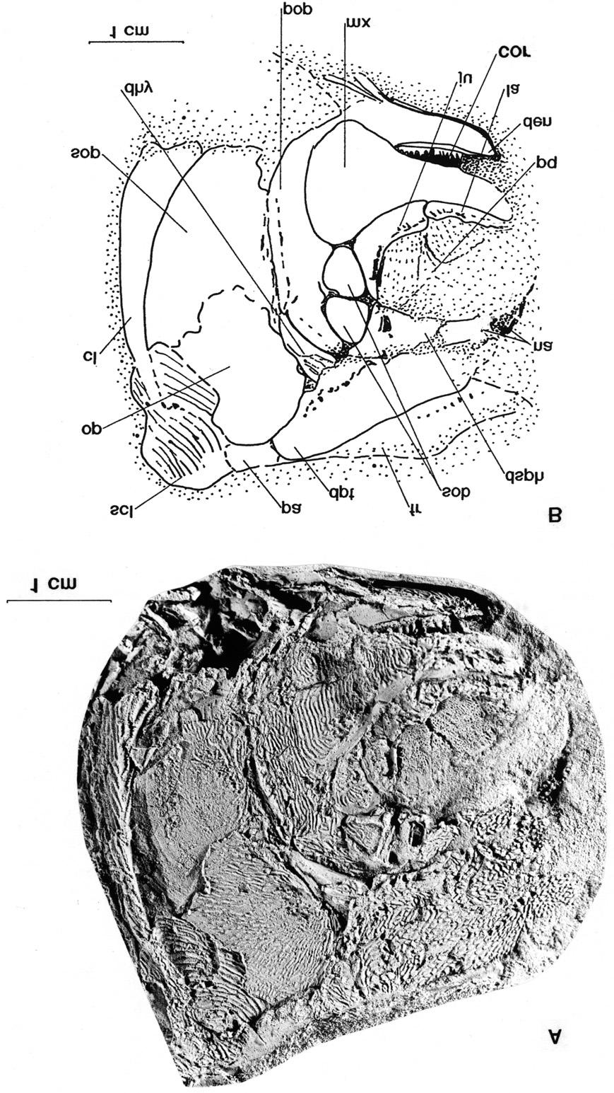 Figure 3. Blourugia seeleyi, specimen PB/96/9. A, Photograph in lateral view showing suborbital complex in particular. B, Camera lucida reconstruction.