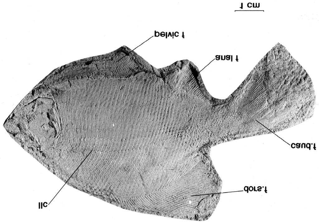 Figure 5. Photograph of Blourugia seeleyi specimen AK/76/2 in lateral view, showing the body and fins. form of narrow, laterally orientated ganoine ridges and short broader denticles.