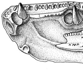 md, horizontal part of mandibular line; Prart, prearticular; p-mc, preoperculo-mandibular sensory