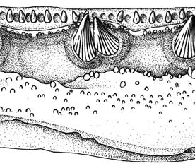 co, coronoid tusk; t.de, dentary teeth; t.psym, parasymphysial plate tusk. Scale bar, 1 mm.