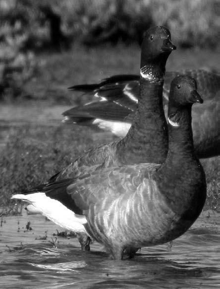 net Tony Fox co-ordinates the National Census of Greenland White-fronted Geese in Britain E tfo@dmu.