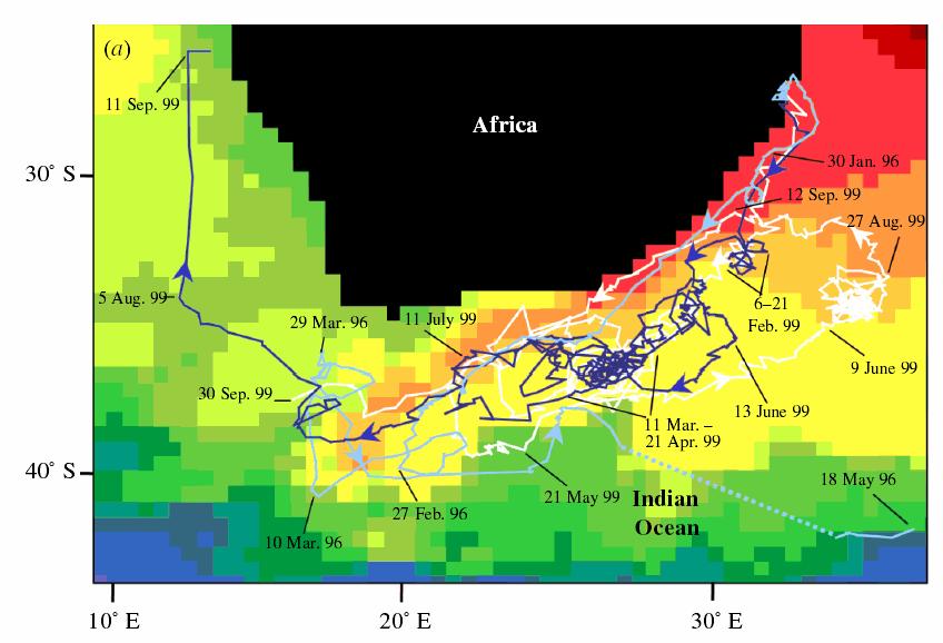 Figure 2. Reconstructed migration paths and low resolution sea surface temperatures of post nesting leatherback turtles tracked via satellite telemetry (Figure from Luschi et al. 2003 Proc. Roy. Soc.