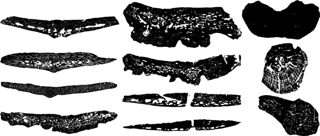 PONCE ET AL. OSTEODERM MICROSTRUCTURE IN DOSWELLIIDS AND PROTEROCHAMPSIDS 821 A B CO: 0.85 C CO: 0.93 CO: 0.82 0.6 mm 1mm 3mm CO: 0.75 E D 1 D 2 3mm CO: 0.5 CO: 0.54 F 1mm CO: 0.86 G CO: 0.