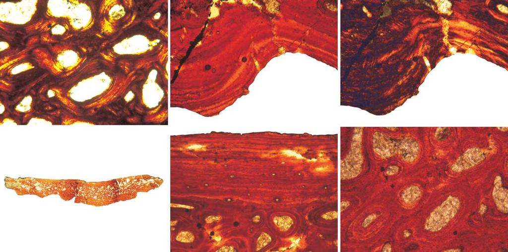 PONCE ET AL. OSTEODERM MICROSTRUCTURE IN DOSWELLIIDS AND PROTEROCHAMPSIDS 823 B C 0.3 mm 0.3 mm A 3m