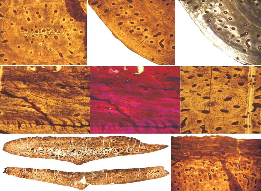 PONCE ET AL. OSTEODERM MICROSTRUCTURE IN DOSWELLIIDS AND PROTEROCHAMPSIDS 825 A 1 B A 2 1mm 0.3 mm C D E 0.3 mm 0.3 mm 0.3 mm F G H 0.3 mm 0.3 mm 0.3 mm po Fig. 5.