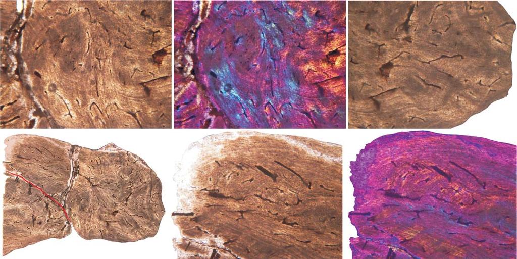 PONCE ET AL. OSTEODERM MICROSTRUCTURE IN DOSWELLIIDS AND PROTEROCHAMPSIDS 827 A B C 0.3 mm 0.3 mm svc WFV vsc 0.5 mm D E F 0.3 mm 0.3 mm 0.3 mm Fig. 7.