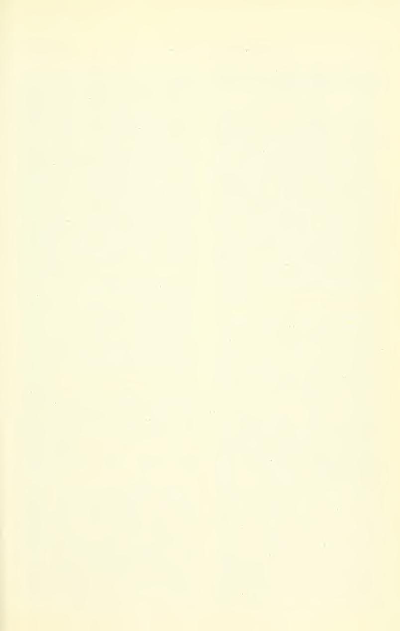 Dec. 1975 JOHNSON. JOHNSON: UTAH BOMBYLHDAE 415 black below antennae. Appressed shining white tomentuni above antennae leaves center pollinose strip bare except for a ver}' few long white scales.