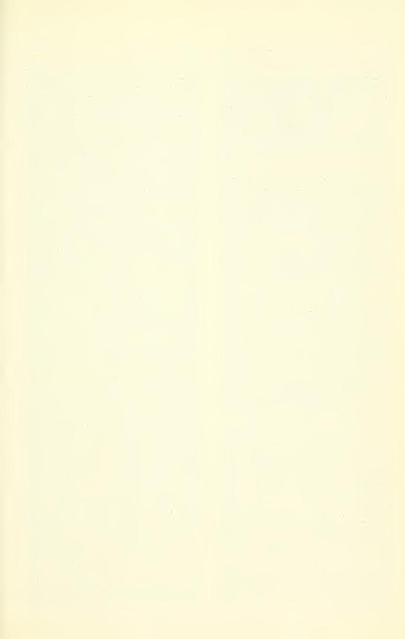 Dec. 1975 JOHNSON. JOHNSON: UTAH HOMBYLHDAE 411 pteropleura bare, mostly nearly white, that on sterno- and hypopleura slighth yellowish.