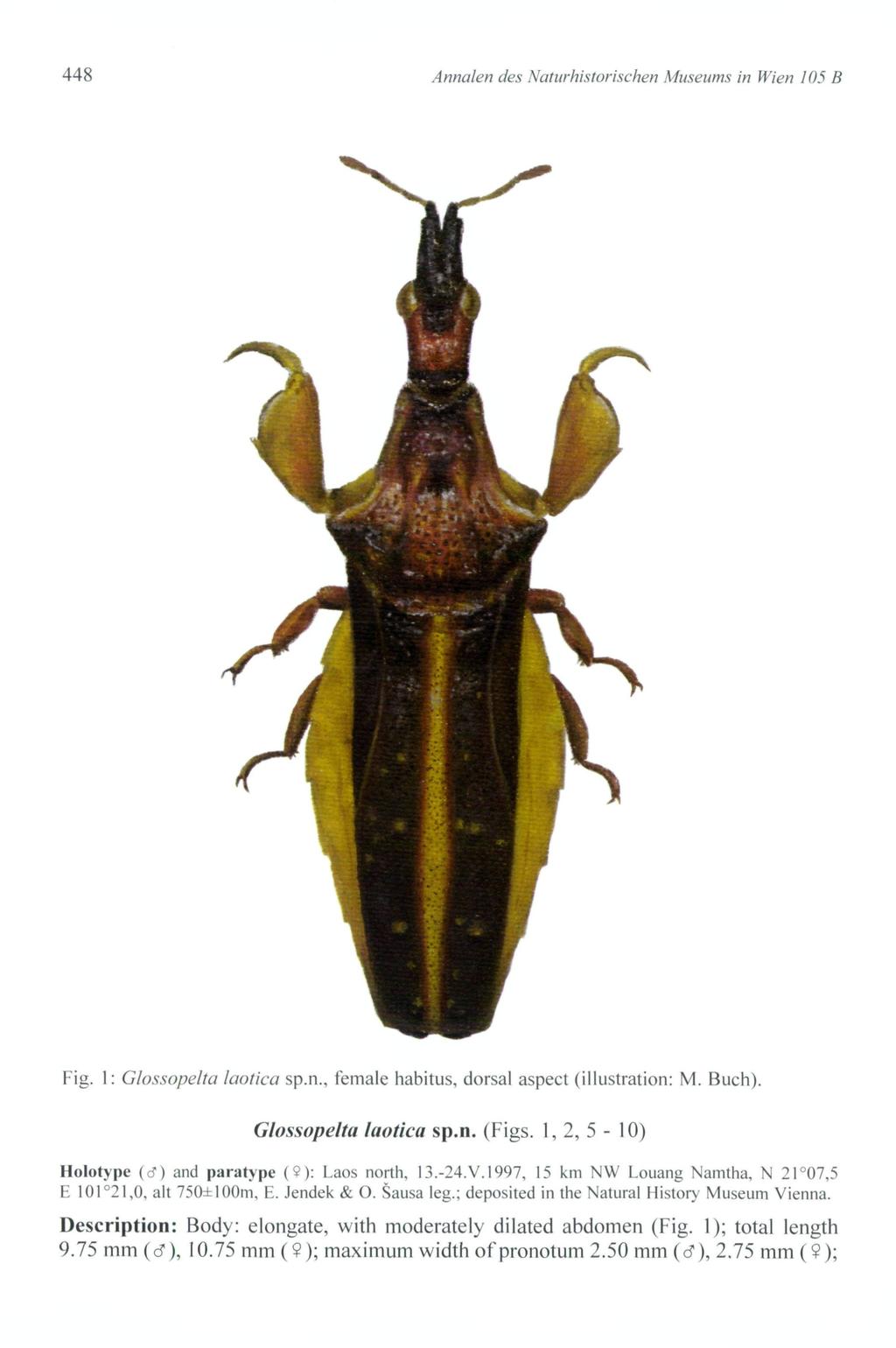 448 Annalen des Naturhistorischen Museums in Wien 105 B Fig. 1 : Glossopelta laotica sp.n., female habitus, dorsal aspect (illustration: M. Buch). Glossopelta laotica sp.n. (Figs.