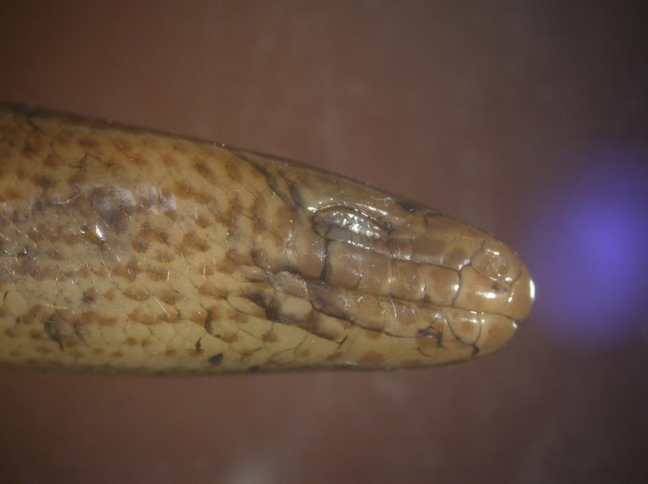 Thailand): lateral view of head, stained for scale counts.