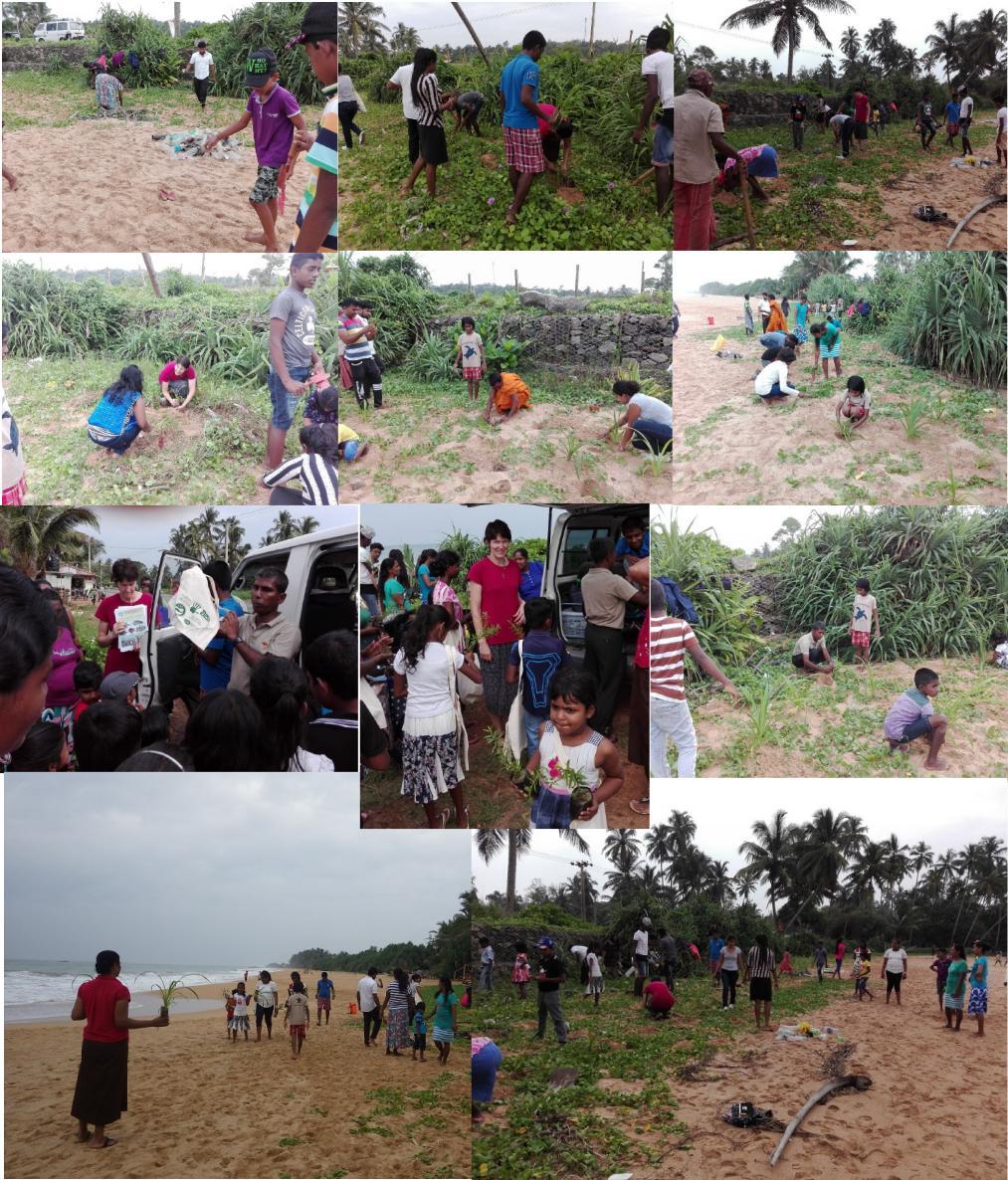 Beach cleaning & Pandanus (beach pine) re-plantation at Kosgoda A beach cleaning and pandanus re-planting programme conducted at Kosgoda beach with the participation of the