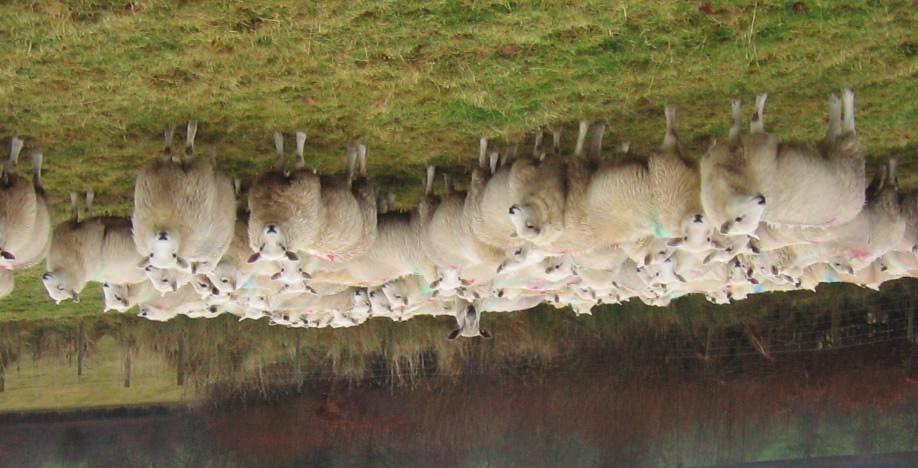 Managing pregnancy to 90 days in your flock Aim to maintain body condition and avoid stress for the first month after mating and whilst rams are running with the flock.