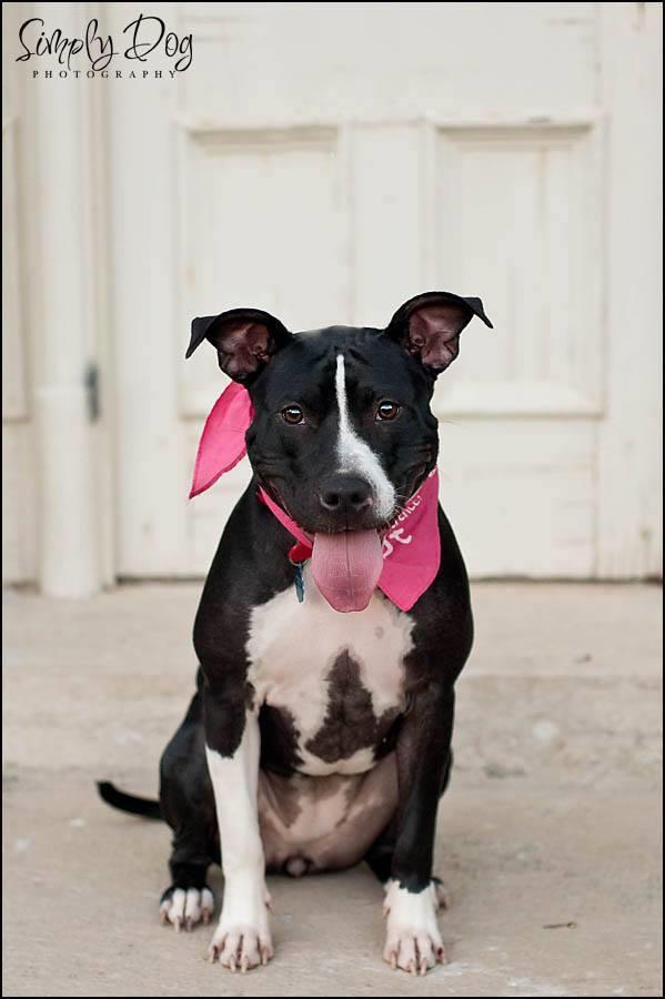 Biography for : Send us a biography that describes your foster dog. Bad example: Gabby is looking for her forever home. She is black and white. She likes to play with tennis balls.