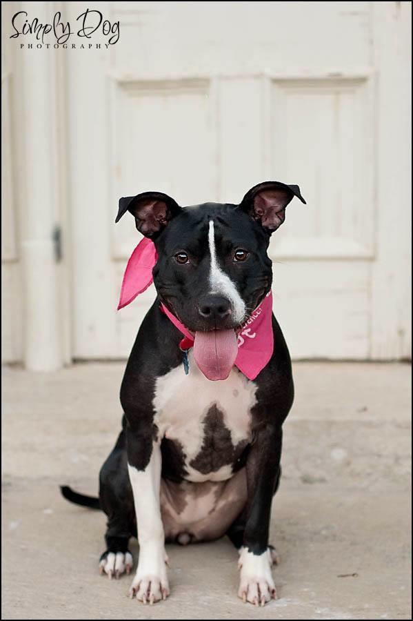 She likes to play with tennis balls. Example #2 Hi! I m Gabby, a 1 year old Pit Bull mix.