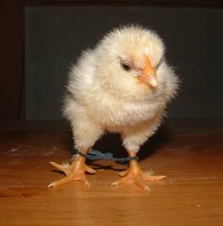 There are lamps that give heat but no light. This way the chicks develop a normal day and night rhythm. Observe the chicks to make sure the heat is ok.